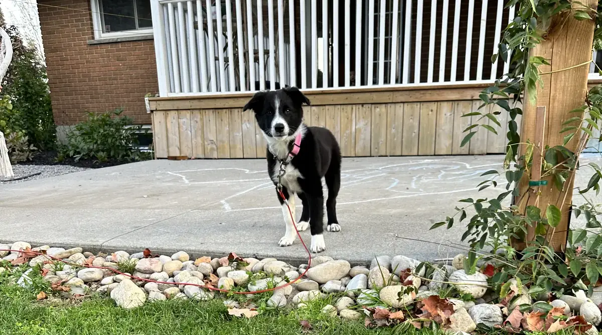 Dog protected by an invisible fence in Smithville