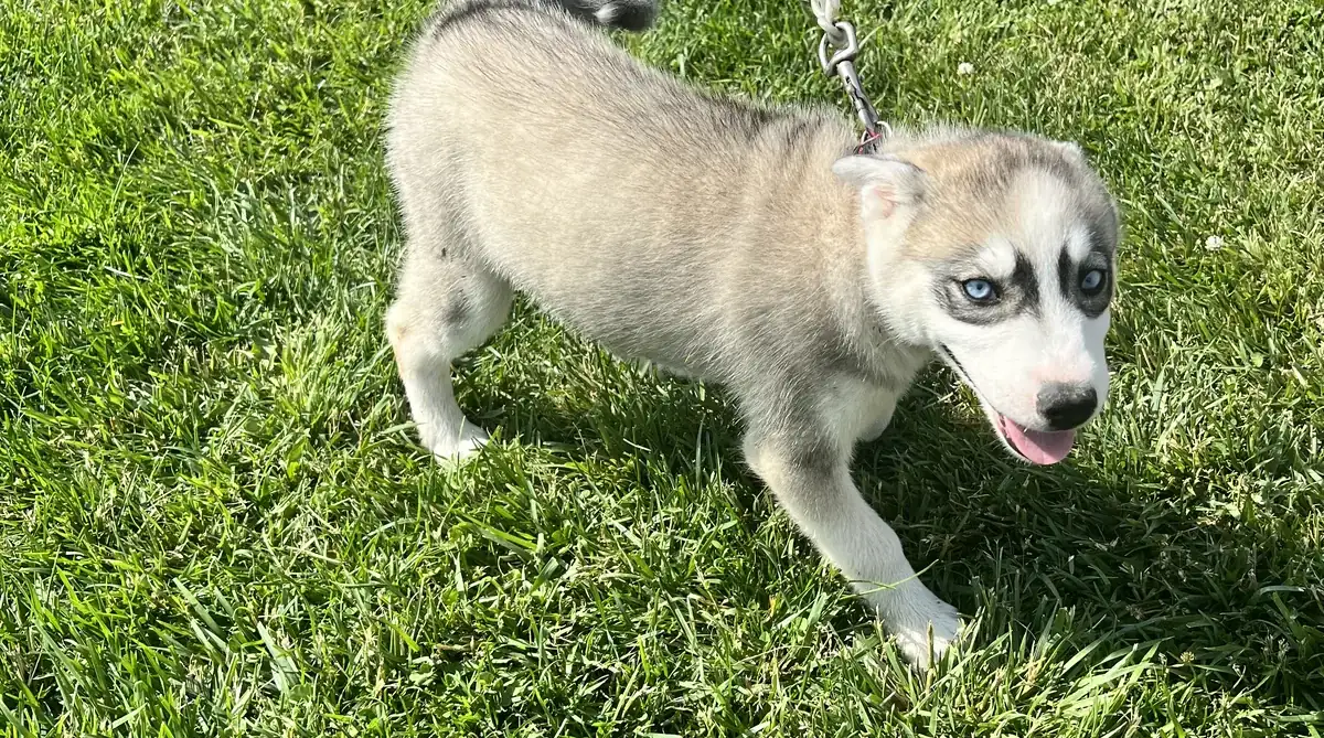 Dog protected by an invisible fence in St. Catharines