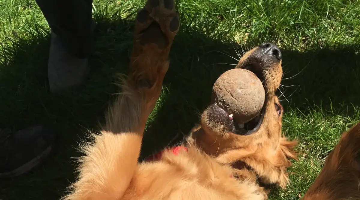 Dog protected by an invisible fence in Woodstock