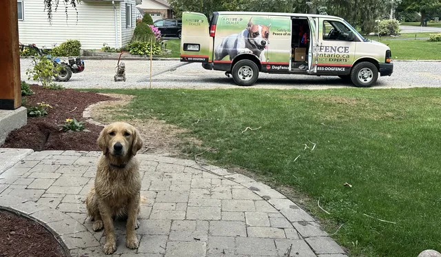 Golden Retriever relaxing at a completed installation, Dog Fence Ontario van in the driveway