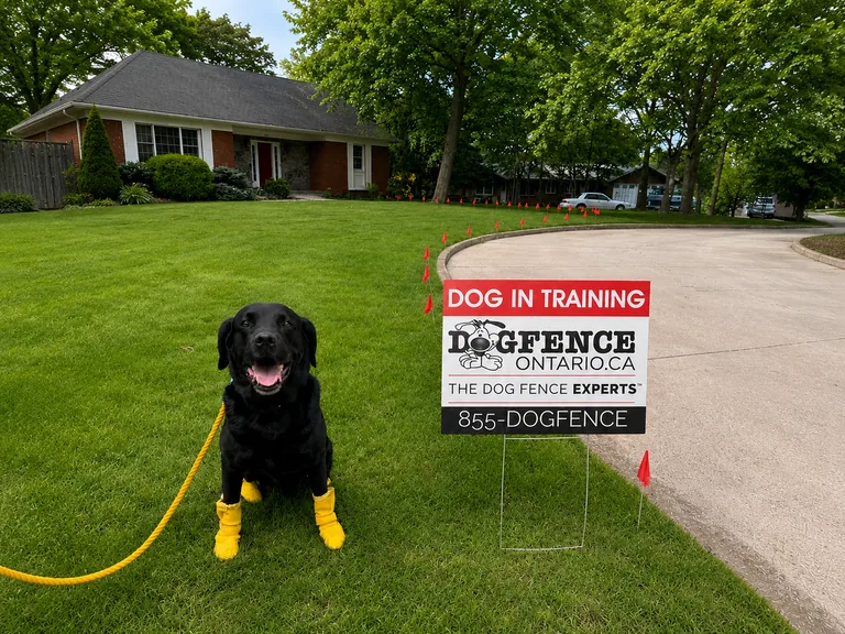 Black Lab in yellow booties sitting on a fresh lawn beside a Dog Fence Ontario 'Dog in Training' yard sign, training flags lining the new boundary along the driveway