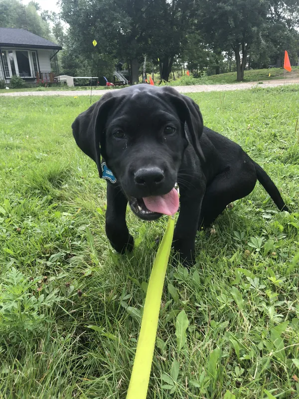 Black Lab puppy with boundary training flags on rural property — Brant County