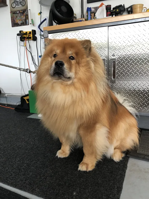 Golden Retriever safely contained in Burlington backyard