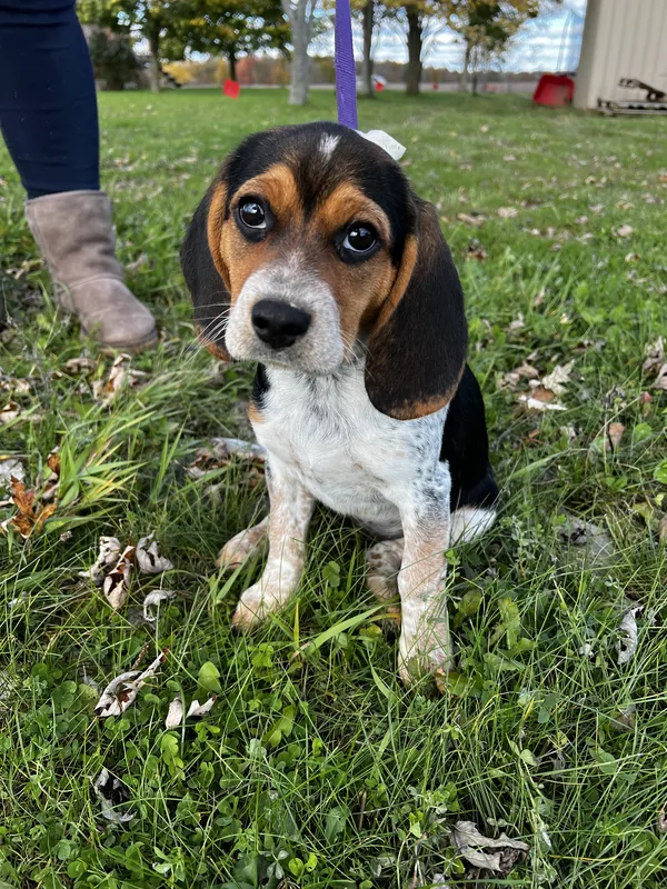 GentleSteps training session with a dog at a Caledonia property