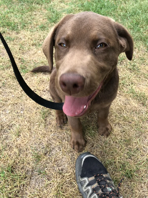 Springer Spaniel in backyard after invisible fence installation along the Grand River in Cambridge, Ontario