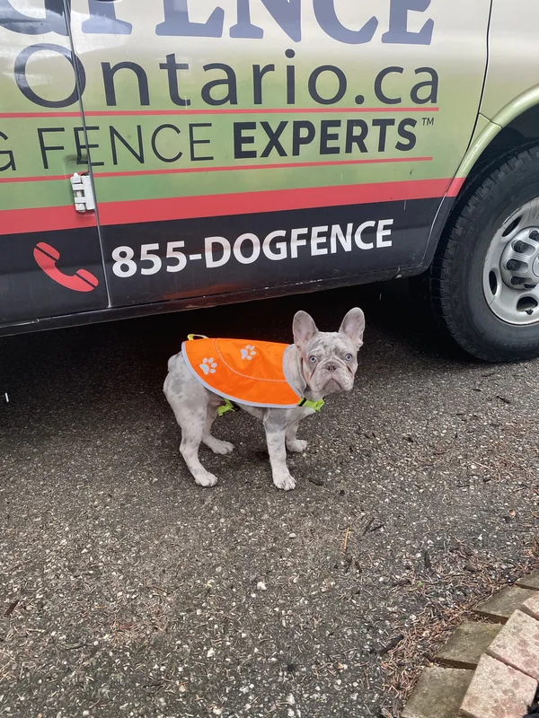 Standard Poodle safely contained in front yard after invisible fence installation in Hespeler