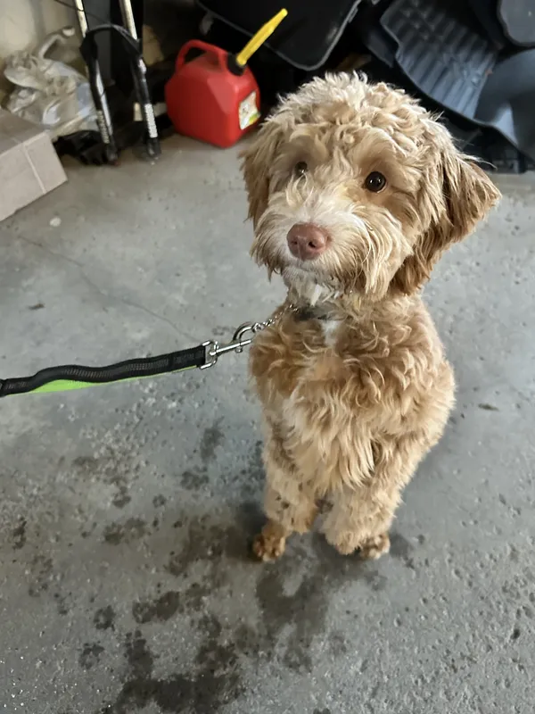 Cockapoo in garage during invisible fence setup — Orangeville area
