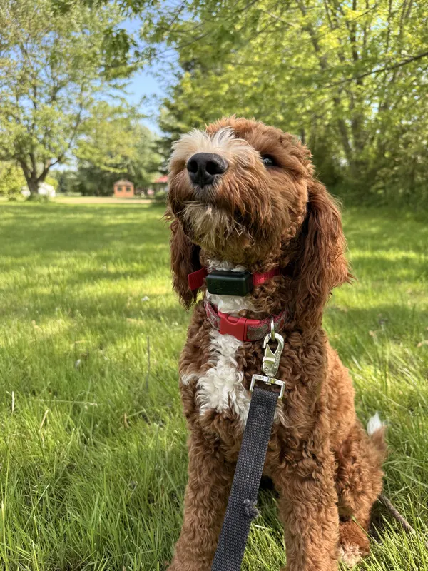Goldendoodle wearing red receiver collar in large rural yard — Dufferin County