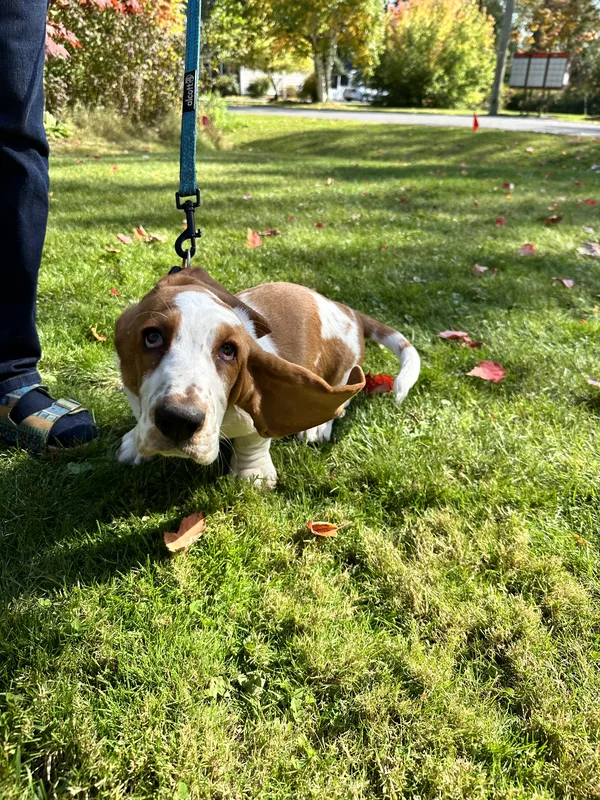 Yellow Lab safely contained in lakefront yard after invisible fence installation in Fort Erie, Ontario