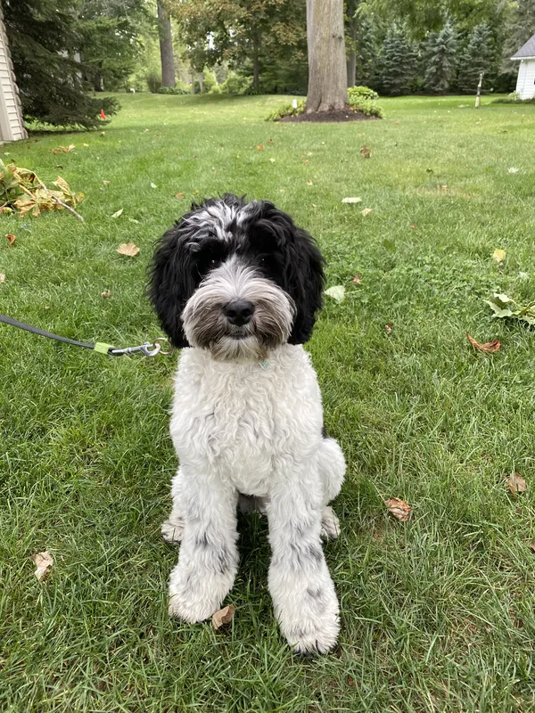 Boxer wearing receiver collar in large rural yard near Ridgeway, Fort Erie area