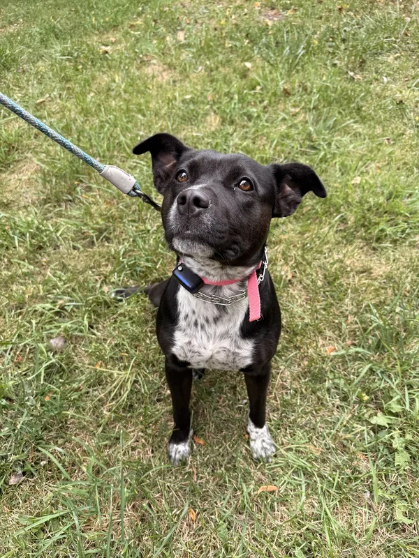 Miniature Schnauzer playing on front lawn after invisible fence installation in Stevensville