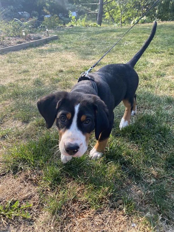 Golden Doodle in backyard with escarpment view after invisible fence installation in Grimsby, Ontario
