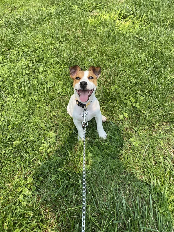 Vizsla with boundary training flags on lakefront property near Grimsby Beach