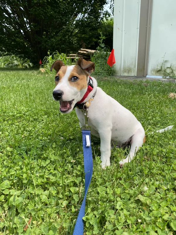 English Setter wearing receiver collar on wine country property in Beamsville area