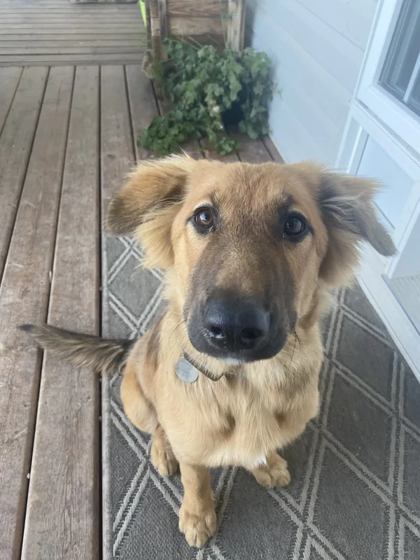 Portuguese Water Dog safely contained in front yard after installation in Lincoln, Ontario