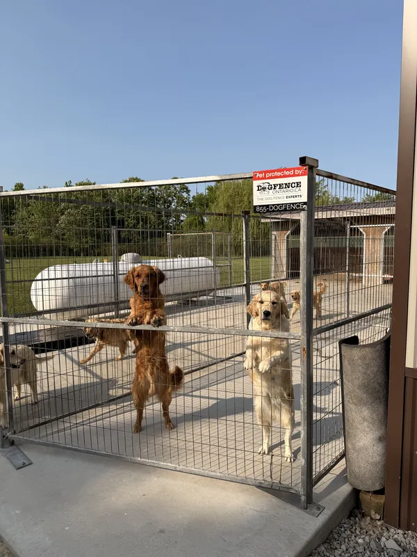 Golden Retrievers safely contained with Dog Fence Ontario system — Norfolk County