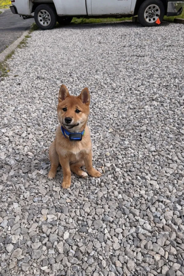 Shiba Inu puppy wearing receiver collar after invisible fence installation — Haldimand County