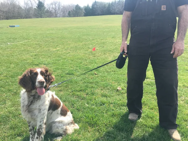 English Springer Spaniel with boundary training flags on large rural property — Hamilton area