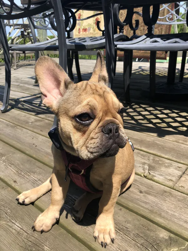 French Bulldog on deck after invisible fence installation — Huron County, Ontario