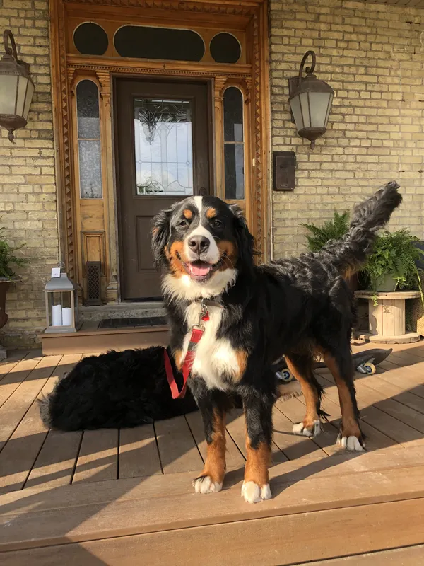 Bernese Mountain Dog at Victorian home with invisible fence — Goderich area