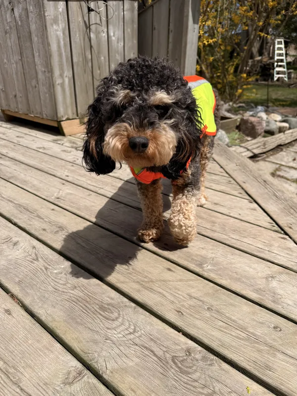 Small Poodle mix wearing safety vest on deck — Huron County invisible fence customer