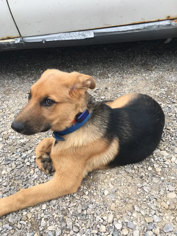 German Shepherd puppy wearing blue receiver collar after invisible fence installation — London, Ontario