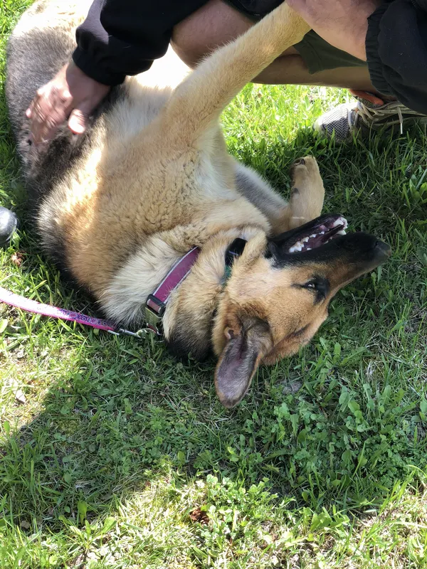German Shepherd playing in yard safely contained by invisible fence — London, ON