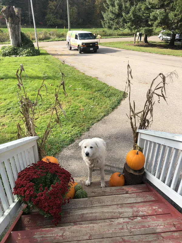 Great Pyrenees on porch with Dog Fence Ontario van in driveway — London area installation