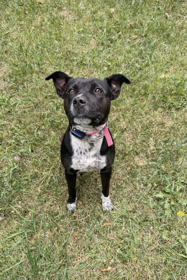Black mixed-breed dog safely contained in yard with invisible fence — Niagara, Ontario