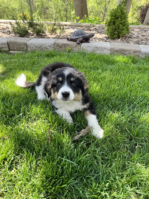 Invisible dog fence installation on a rural property near Norwich