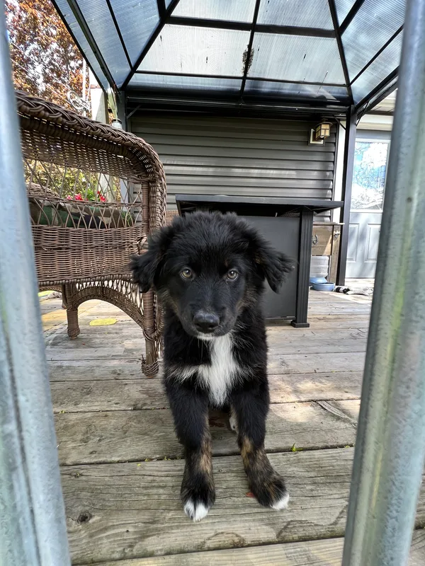 Dog safely contained on a Norwich Township country property