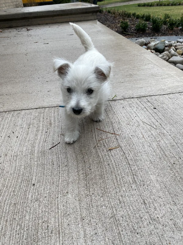 Boundary wire installation along a farm laneway in Oxford County