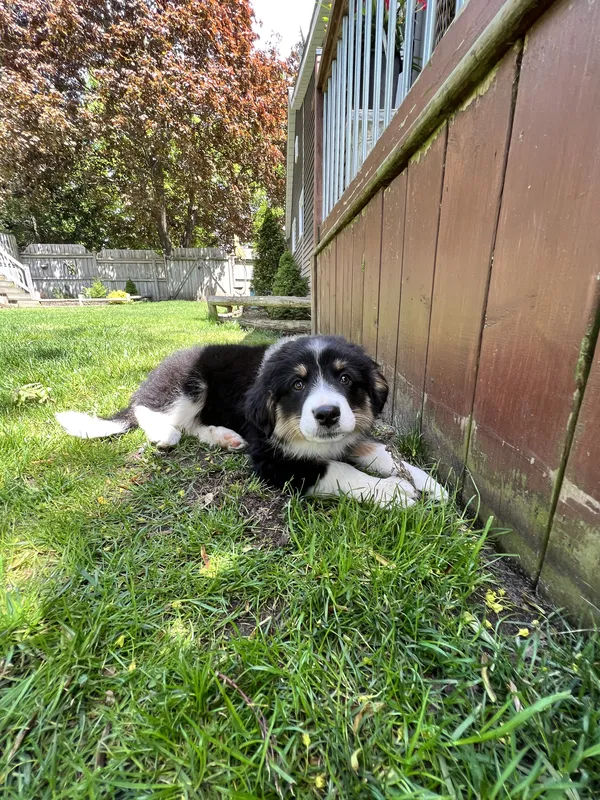 Bernese Mountain Dog puppy in backyard after invisible fence installation — Oxford County