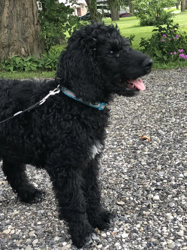 Black Poodle on gravel driveway after invisible fence installation — Oxford County
