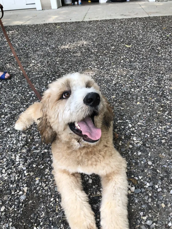 Labradoodle lying on gravel with tongue out — Oxford County, Ontario
