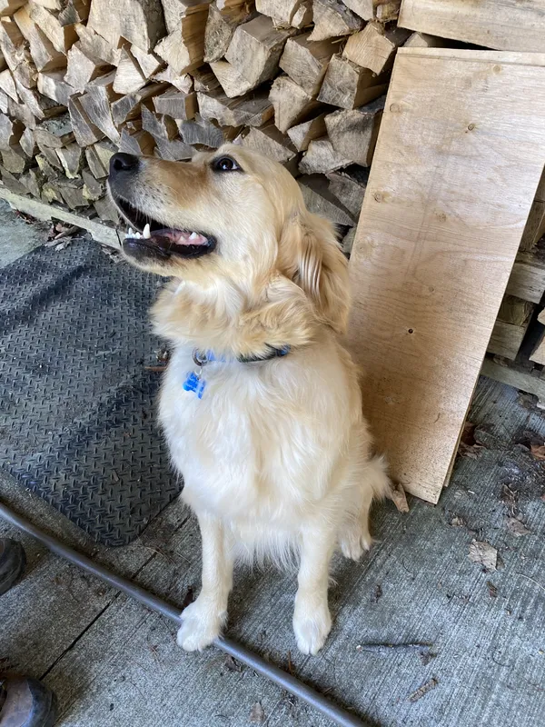 Golden Retriever safely contained on property — Peel Region invisible fence installation
