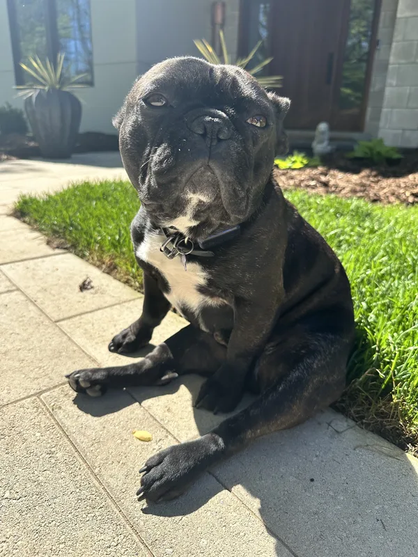 Invisible fence installation on Fonthill village property