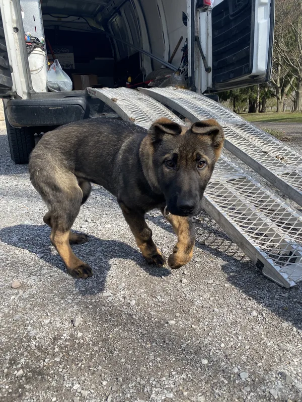 Dog safely contained on rural Pelham property