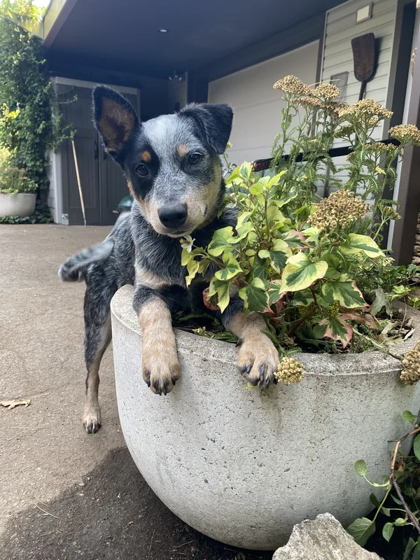 Dog Fence Ontario installation in Pelham wine country area