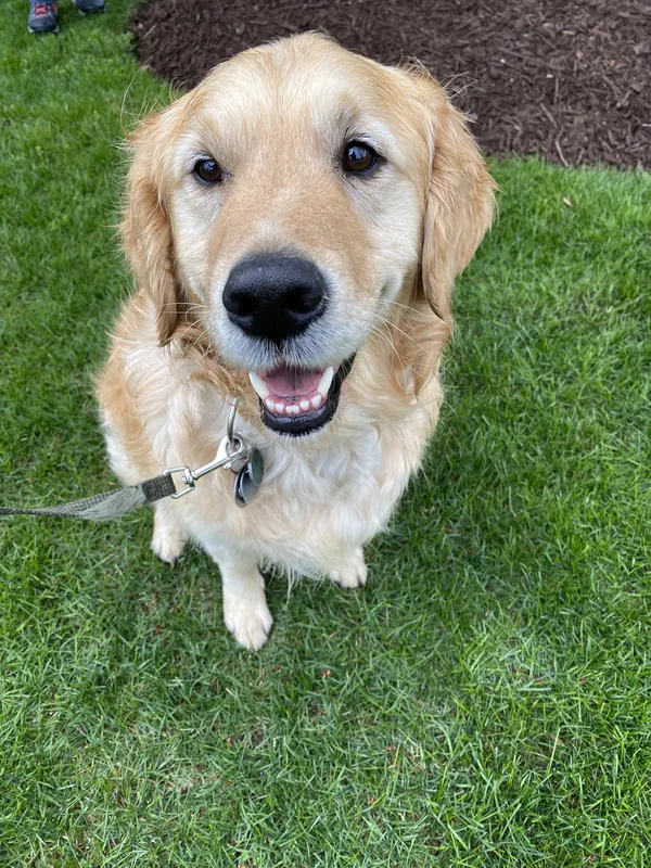 Golden Retriever happily contained on manicured lawn — Stratford area