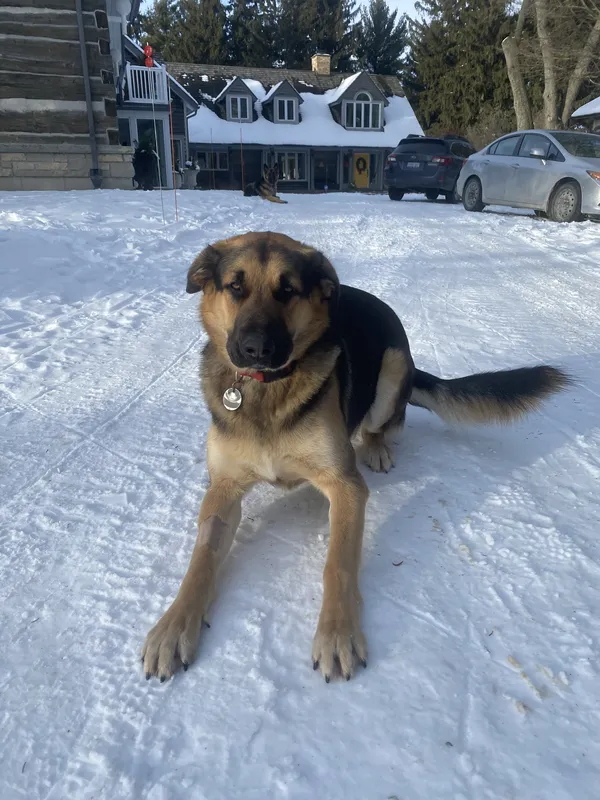 German Shepherd mix in snowy yard with invisible fence — Perth County winter installation