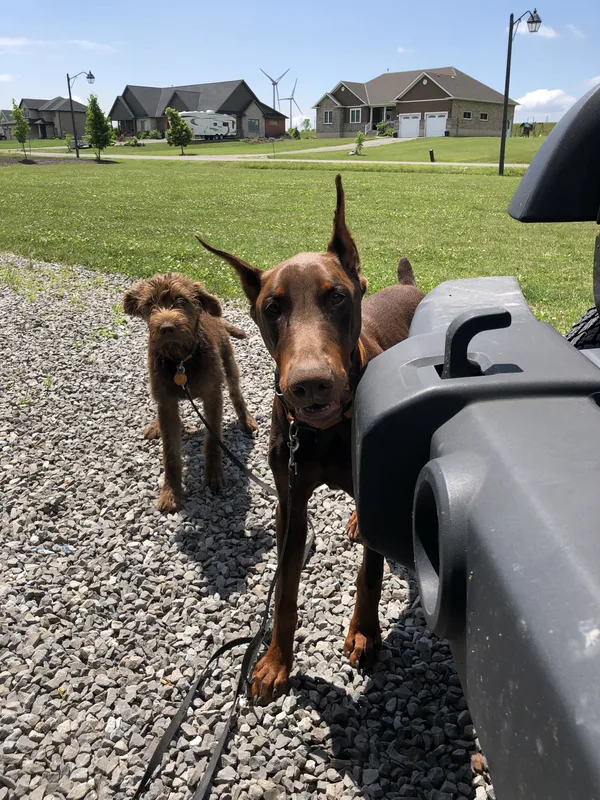 Dog contained by underground fence on a West Lincoln acreage
