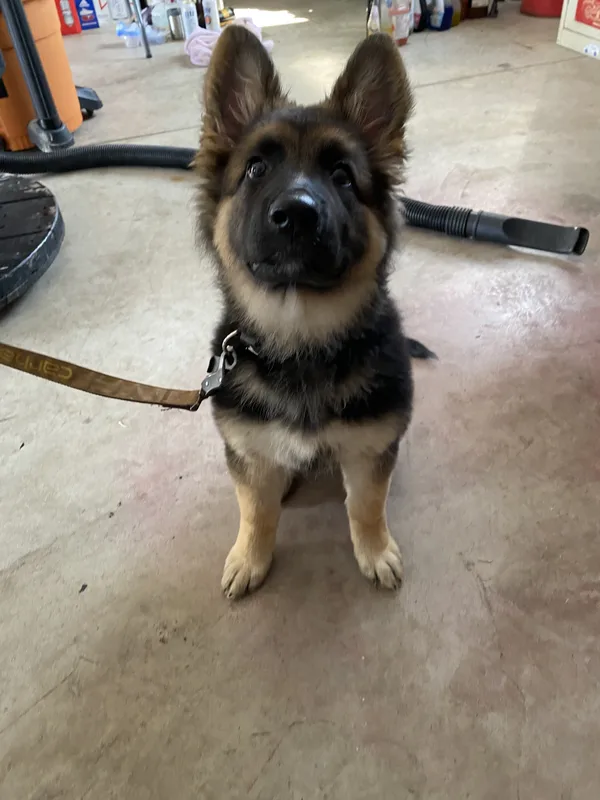 Pet Stop receiver collar on a dog at a Smithville country property