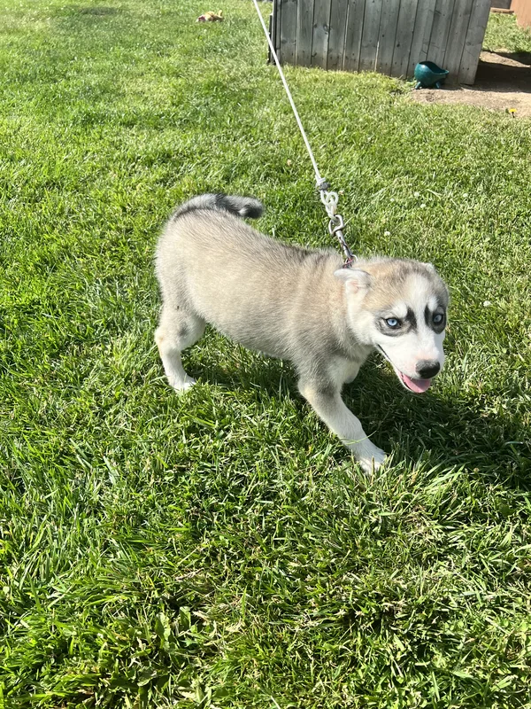 Beagle safely contained in front yard after invisible fence installation in St. Catharines, Ontario