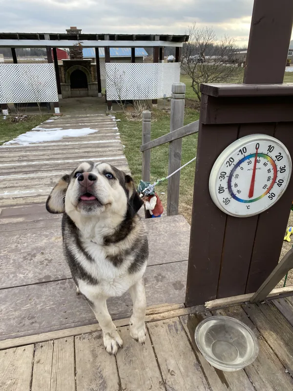 Labrador Retriever with boundary training flags on established property near Port Dalhousie