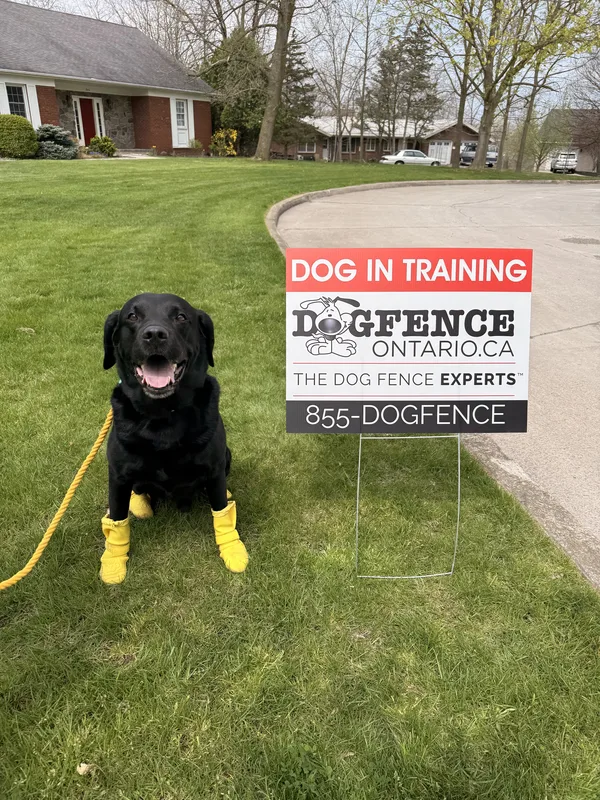 Border Collie wearing receiver collar on lakefront property in St. Catharines area