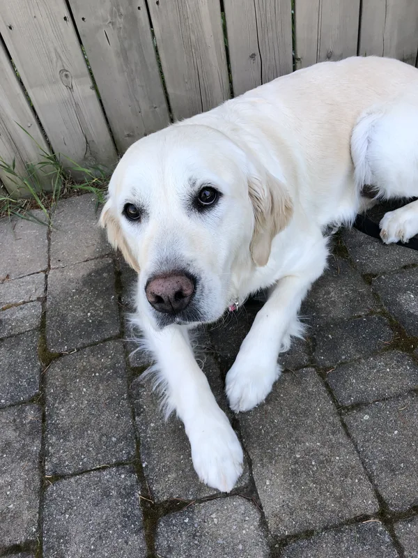 Dog with invisible fence in St. Thomas yard