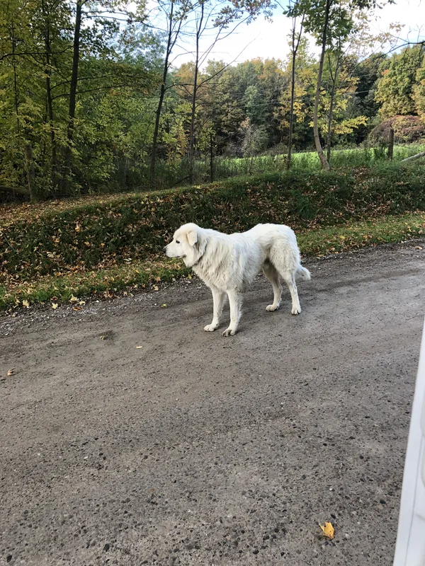 Family dog safely contained in St. Thomas backyard