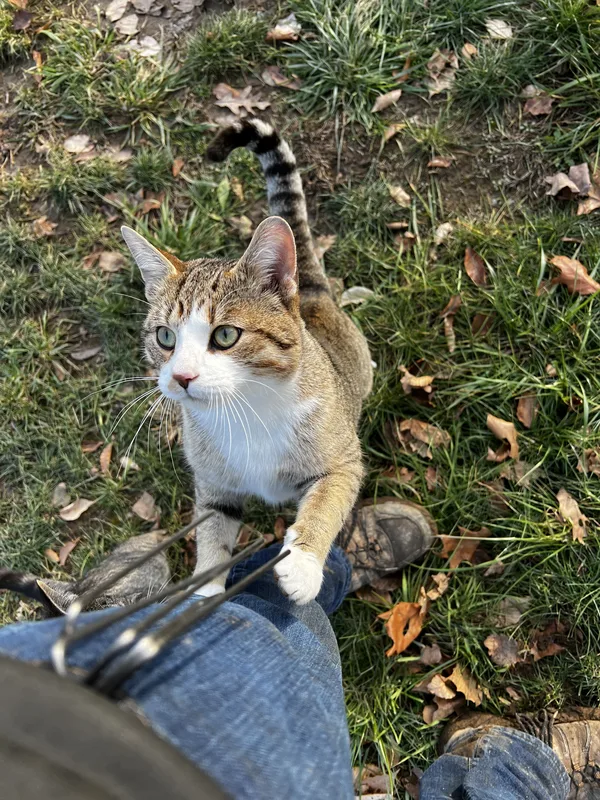 Dog Fence Ontario installation in Oxford County near Tillsonburg