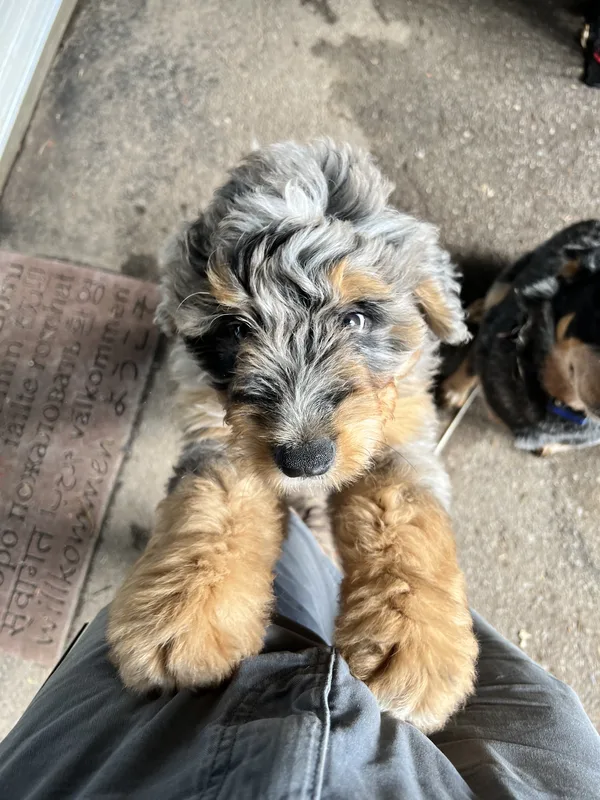 Invisible dog fence installation on a residential property in Welland near the canal area